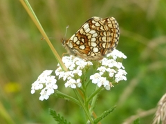 Melitaea britomartis