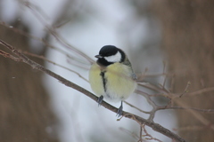 Parus major
