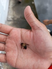 Apis dorsata binghami