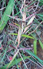 Cymbopogon marginatus