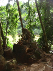 Macaca sinica