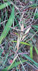 Cymbopogon marginatus