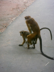 Macaca sinica