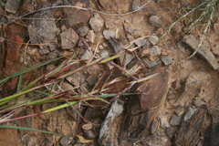 Cymbopogon marginatus
