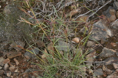 Cymbopogon marginatus