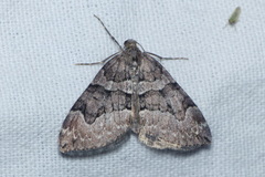 Thera cognata