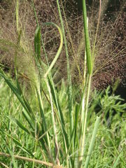 Panicum bergii