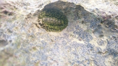 Acanthopleura gemmata