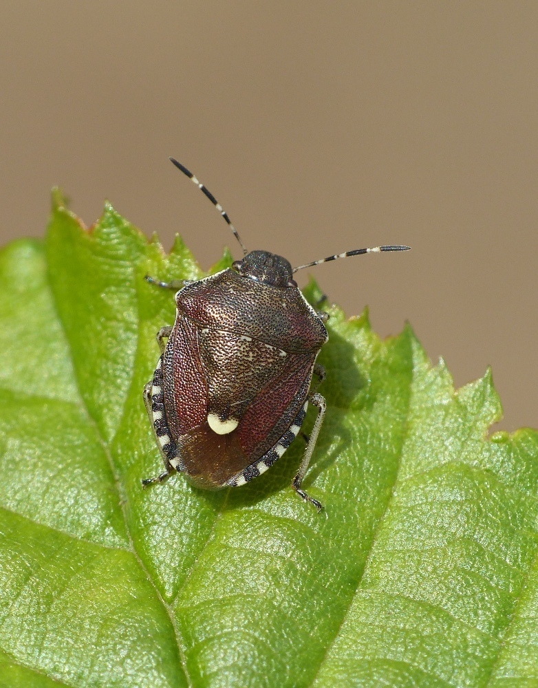 Holcostethus sphacelatus
