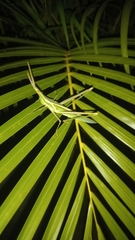 Acrida conica