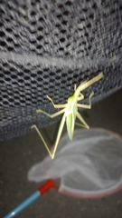 Acrida conica