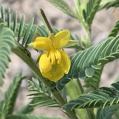 Chamaecrista stricta