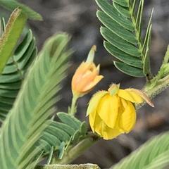 Chamaecrista stricta