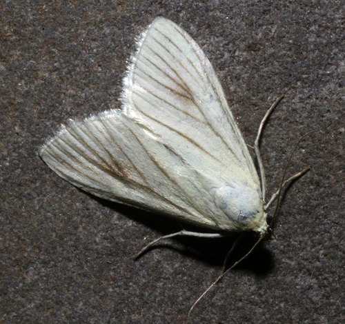 Carrot Seed Moth