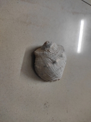 Purpura bufo