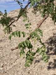 Commiphora kuneneana