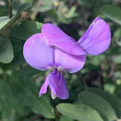 Vigna frutescens