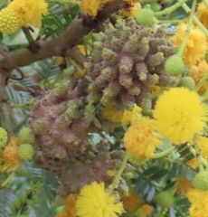 Cephalotelium macowanianum