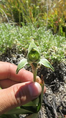 Chloraea viridiflora