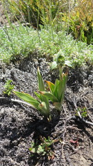 Chloraea viridiflora