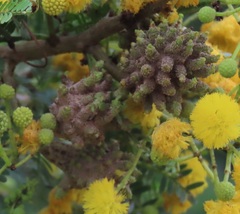 Cephalotelium macowanianum