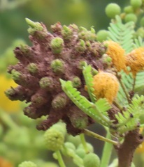 Cephalotelium macowanianum