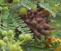 Cephalotelium macowanianum