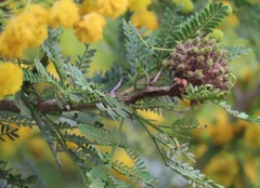 Cephalotelium macowanianum