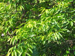 Glochidion lanceolatum