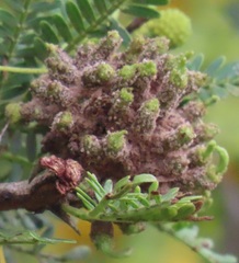 Cephalotelium macowanianum