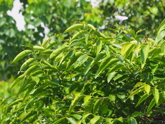 Glochidion lanceolatum