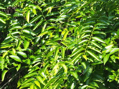 Glochidion lanceolatum