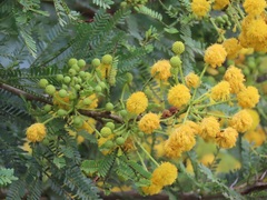 Cephalotelium macowanianum