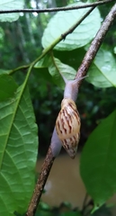 Drymaeus papyraceus