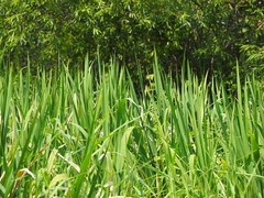 Phragmites vallatoria