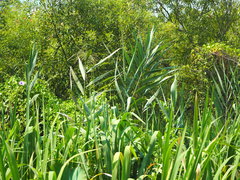 Phragmites vallatoria