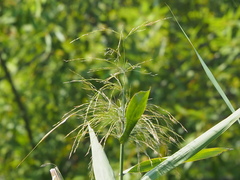 Phragmites vallatoria