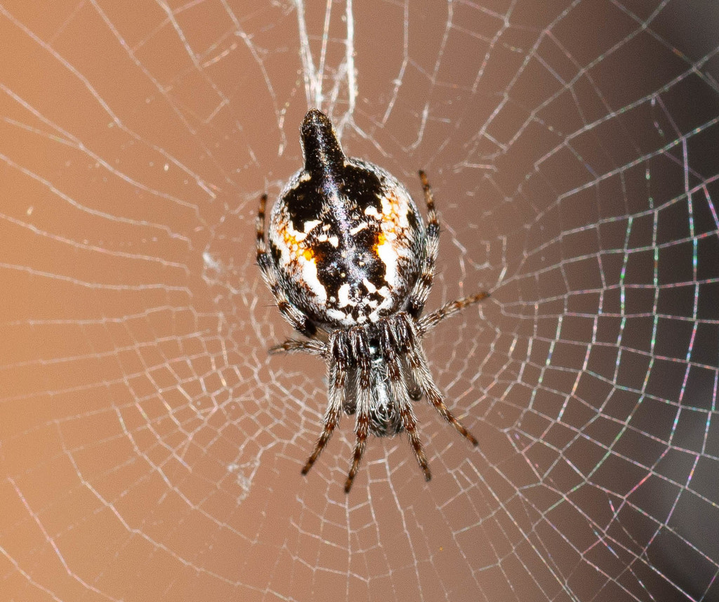 Cyclosa sierrae