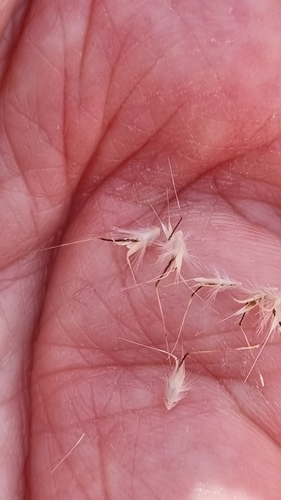 Image of Rytidosperma erianthum by (c) ianrainbow, some rights reserved (CC BY)
