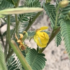 Chamaecrista stricta