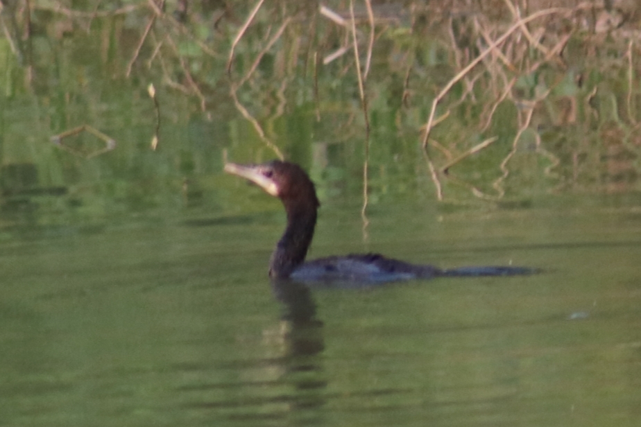 Little Cormorant