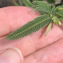 Chamaecrista stricta