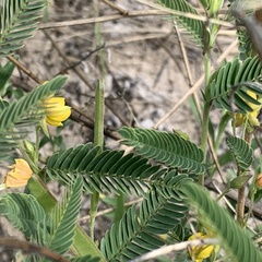 Chamaecrista stricta