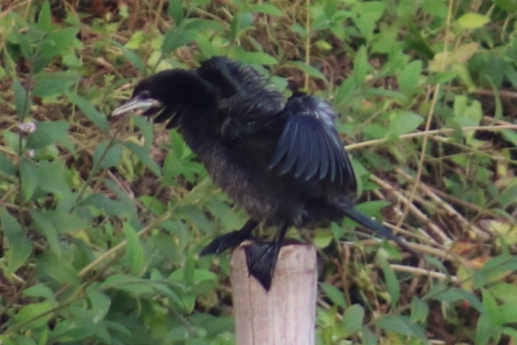 Little Cormorant