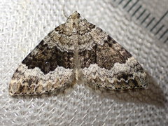 Colostygia aptata
