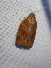 Pandemis cinnamomeana