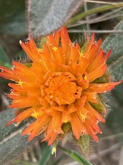Gomphrena arborescens
