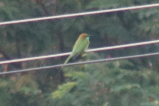 Asian Green Bee-eater