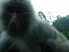 Macaca fuscata yakui