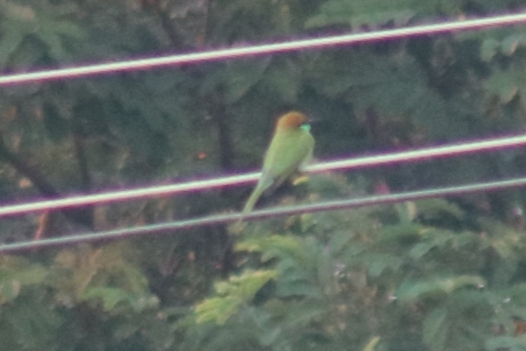 Asian Green Bee-eater